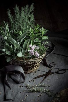 a basket filled with lots of green plants next to scissors and sprig of grass