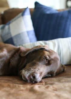 a brown dog laying on top of a couch next to pillows