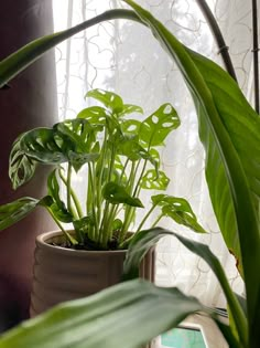 a potted plant sitting on top of a table next to a window sill