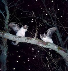 Wings Aesthetic, Creepy Cat, Dark Tree, Hilarious Photos, Dreamcore Weirdcore, Creatures Of The Night, Pretty Animals, Wildlife Photos, Silly Animals