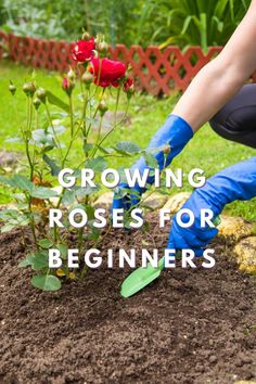 Growing Roses For Beginners Planting A Rose Bush, How To Plant A Rose Bush, Rose Gardening Tips, How To Grow Rose Bushes, How To Plant Roses Bushes, Planting A Rose Garden, Rose Planting Ideas, Rose Bush Ideas