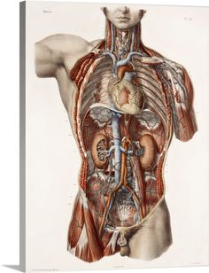 a diagram of the human body with muscles and tendils attached to each end of the chest