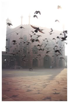 a flock of birds flying over a large building