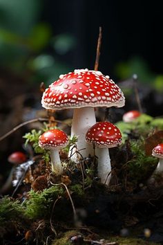 small red and white mushrooms growing on the ground in mossy area with green leaves