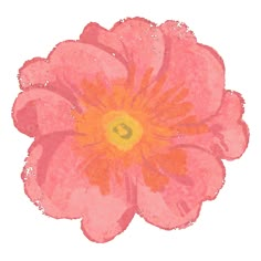 an orange and pink flower on a white background with the letter c in it's center