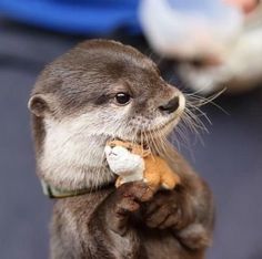 an otter holding a stuffed animal in its paws