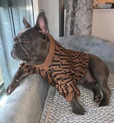 a dog wearing a sweater sitting on top of a couch