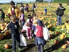 children picking pumpkins in an open field with adults and kids looking at the pumpkins