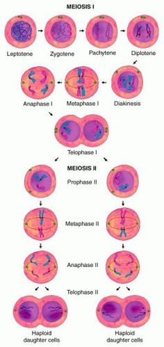 an image of the different types of nephrosis in humans and their surroundings