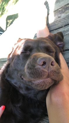 a person petting a brown dog on the nose and paw with their hand over it's face