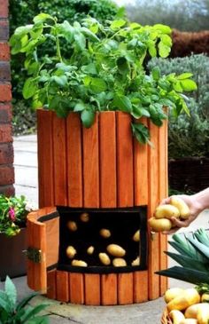 Potato Barrel, Barrel Planter, Garden Types, Veg Garden