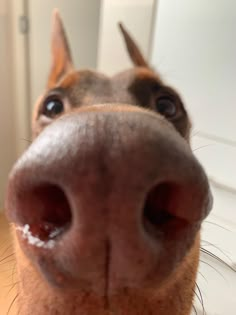 a close up of a dog's nose with it's tongue sticking out