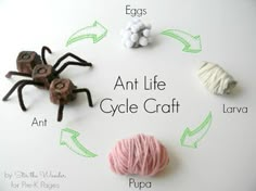 the life cycle of a spider is shown with eggs and yarn