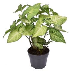 a potted plant with green leaves in it