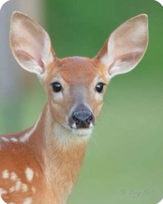 a small deer is looking at the camera