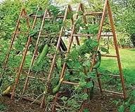 an outdoor garden with many plants growing on it's sides, including cucumbers