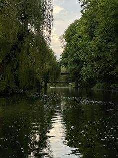 a river with trees and water in the foreground