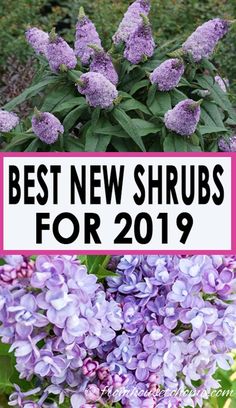 the best new shrubs for 2019