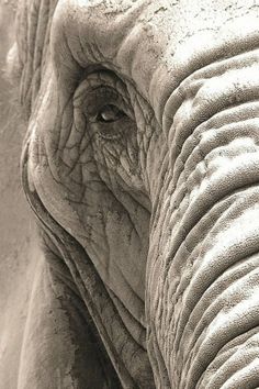 an elephant's eye is shown in black and white