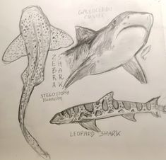 pencil drawing of different types of fish