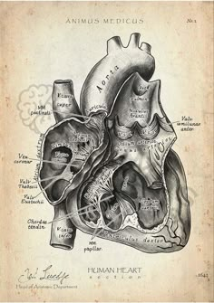 an old diagram of the human heart