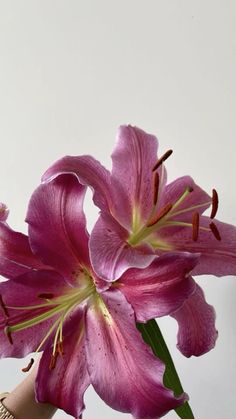 Photos Flowers, Human Art, Plant Mom, Little Flowers, Exotic Flowers, Lily Flower