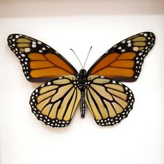 an orange butterfly with black spots on it's wings