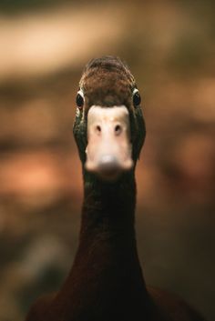 a close up photo of a bird with its head turned to the side and it's eyes open