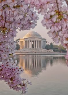 the jefferson memorial is surrounded by cherry blossoms