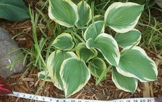 a green plant with white and yellow leaves in the ground next to some rocks, grass and flowers