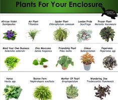 plants for your enclosure are shown in this chart, which shows the different types