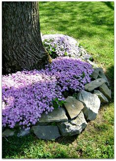 purple flowers are growing on the rocks in front of a tree