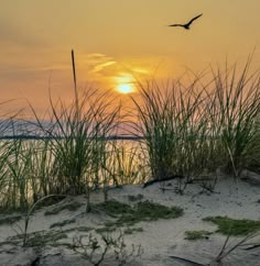 the sun is setting behind some tall grass and sea oats in front of water