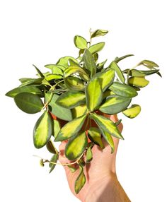 a hand holding a plant with green leaves