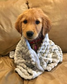 a brown dog sitting on top of a couch covered in a blanket and looking at the camera