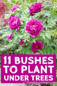 pink flowers with the words 11 bushes to plant under trees in front of them