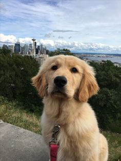 a golden retriever sitting on top of a hill with a city in the background