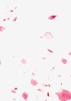 pink petals floating in the air on a white background