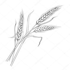 hand drawn wheat stalks on a white background with clipping area for text or image