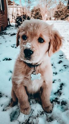 a small dog sitting in the snow with his paw on it's chest and looking at the camera