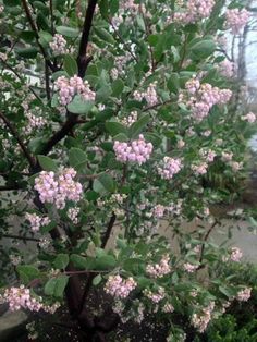 small pink flowers are blooming on the tree