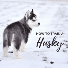 a husky dog standing in the snow with text overlay how to train a husky