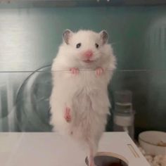 a white hamster standing on its hind legs