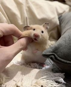 a hamster is being petted by someone's hand