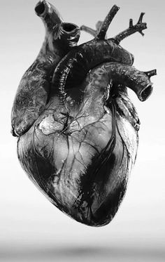 a black and white photo of a human heart