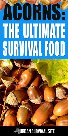 acorns the ultimate survival food guide