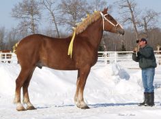 a man standing next to a brown horse in the snow