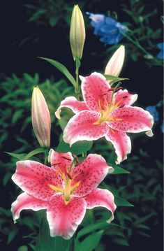 two pink flowers with yellow stamens in front of blue and green leaves on a black background