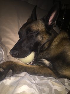 a dog laying on top of a bed with a ball in it's mouth