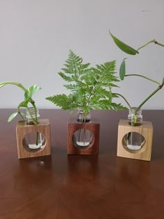 three glass vases with plants in them sitting on a wooden table next to each other